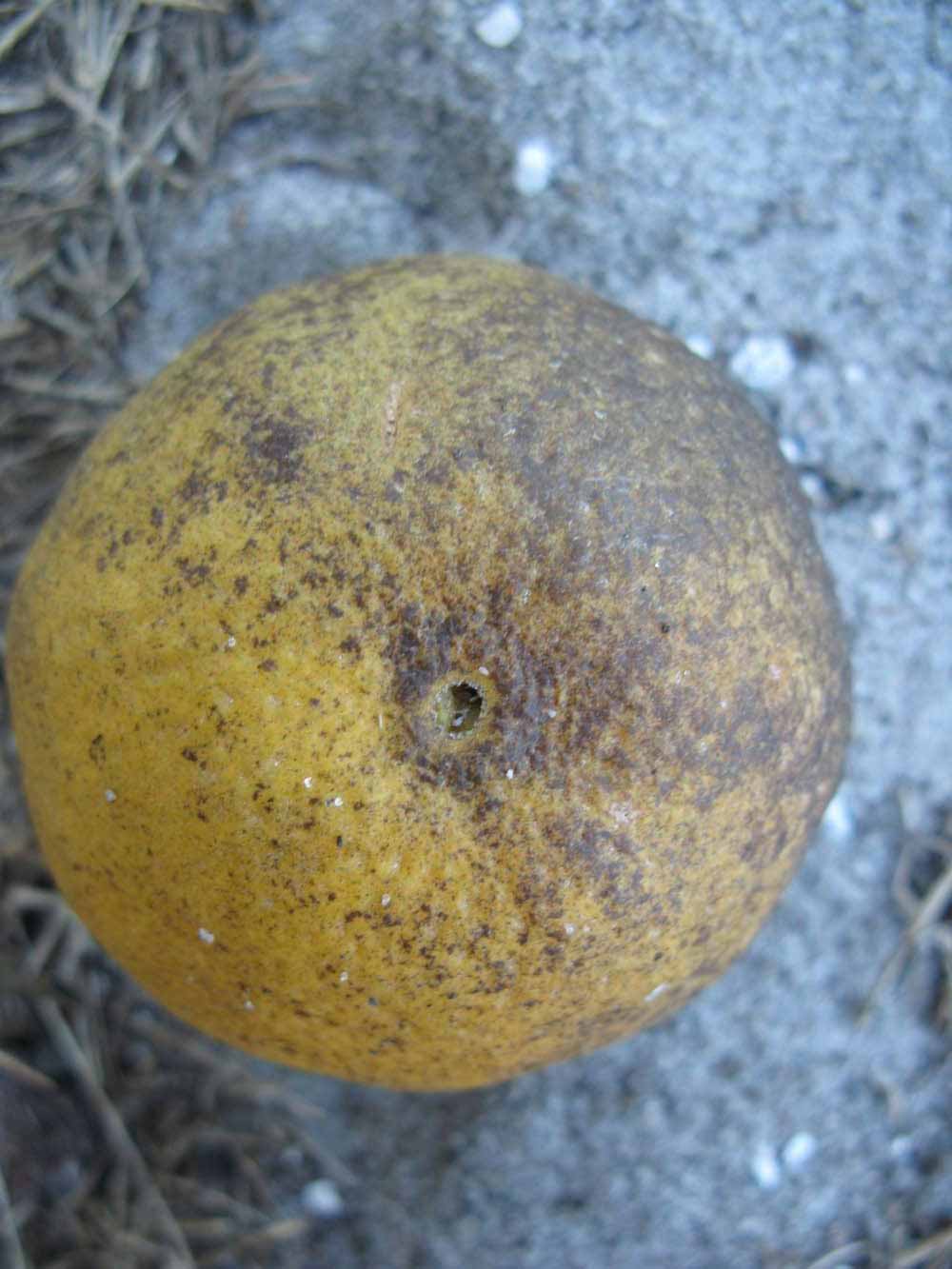            Fruit (Winter Haven, FL)   